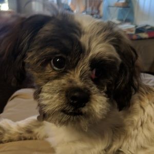 Meet your Posher, Josh